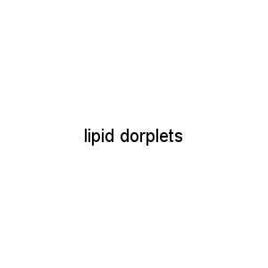 lipid dorplets